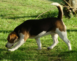 beagles-img.jpg