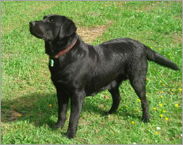 labradors-img.jpg