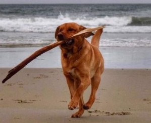 Nzkc best sale labrador breeders