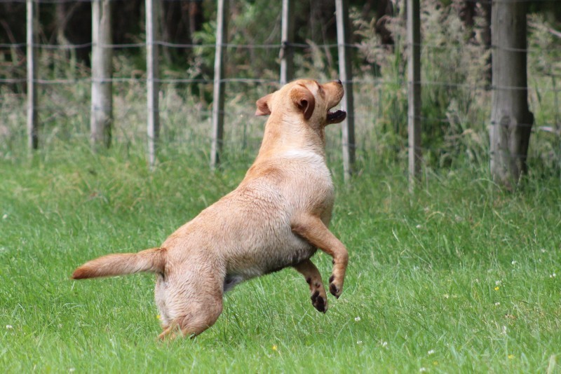 2594f8b6fa5a552e8d964998c2f0ab82