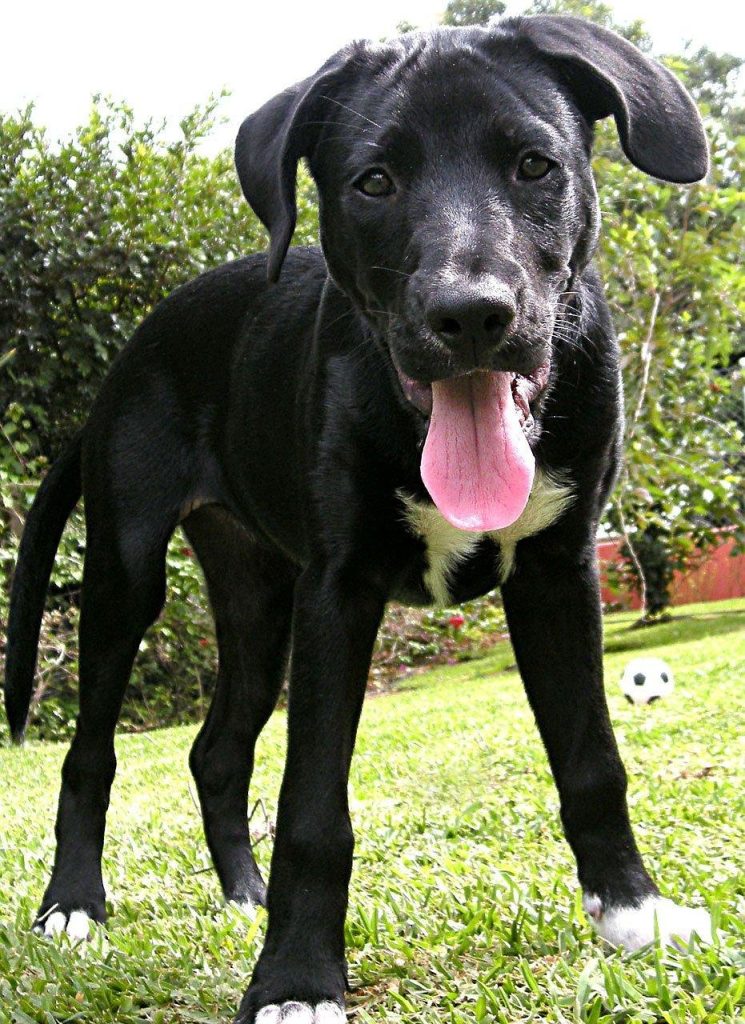 labrador retriever, puppy, lab, animal, labrador, pet, black lab, black labrador, dog, canine
