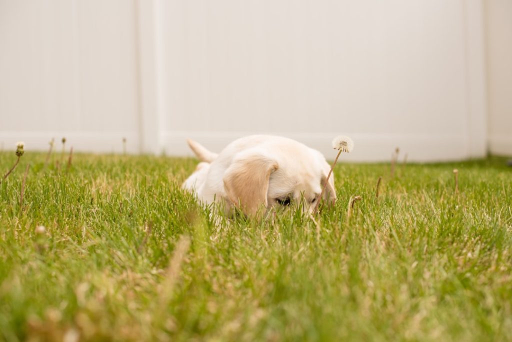 Puppy in the Grass