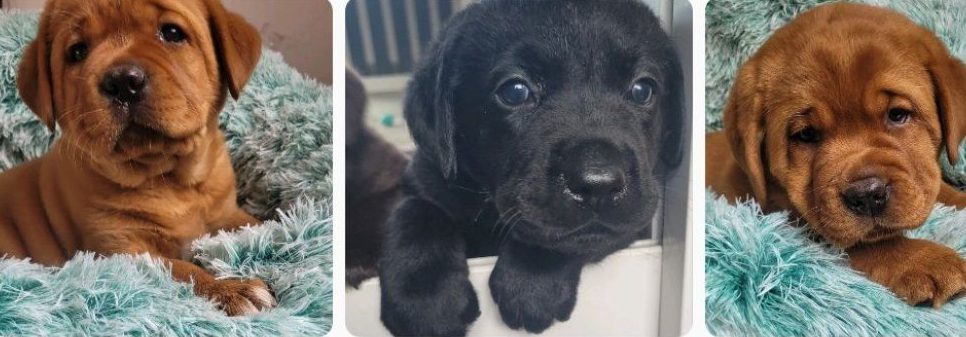 ashdale labradors new website