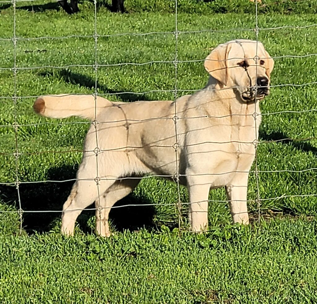 elsa 12 months