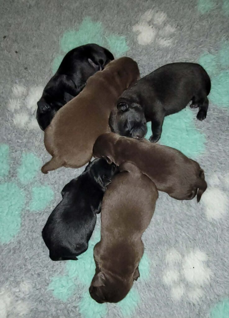 Labradors Available Puppies elsa's babies 30th may