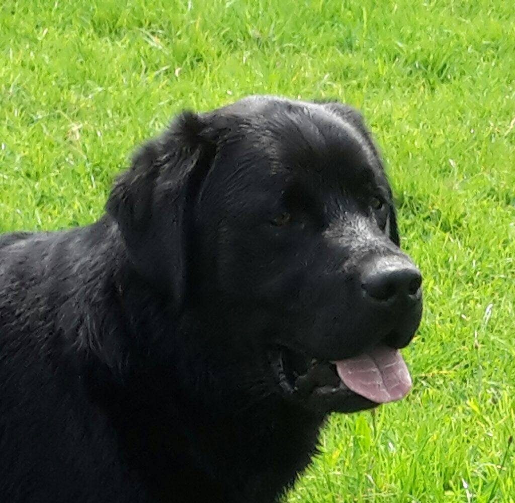 charlie headshot 2